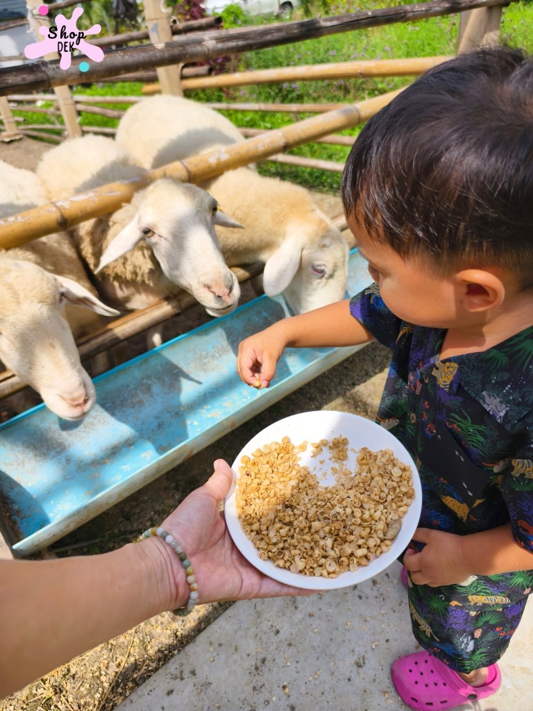 รีวิวหล่อเลี้ยงฟาร์ม ฟาร์มคาเฟ่นครปฐม ให้อาหารแกะ