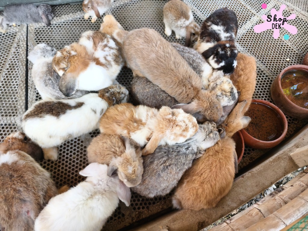 รีวิวหล่อเลี้ยงฟาร์ม ฟาร์มคาเฟ่นครปฐม ให้อาหารกระต่าย