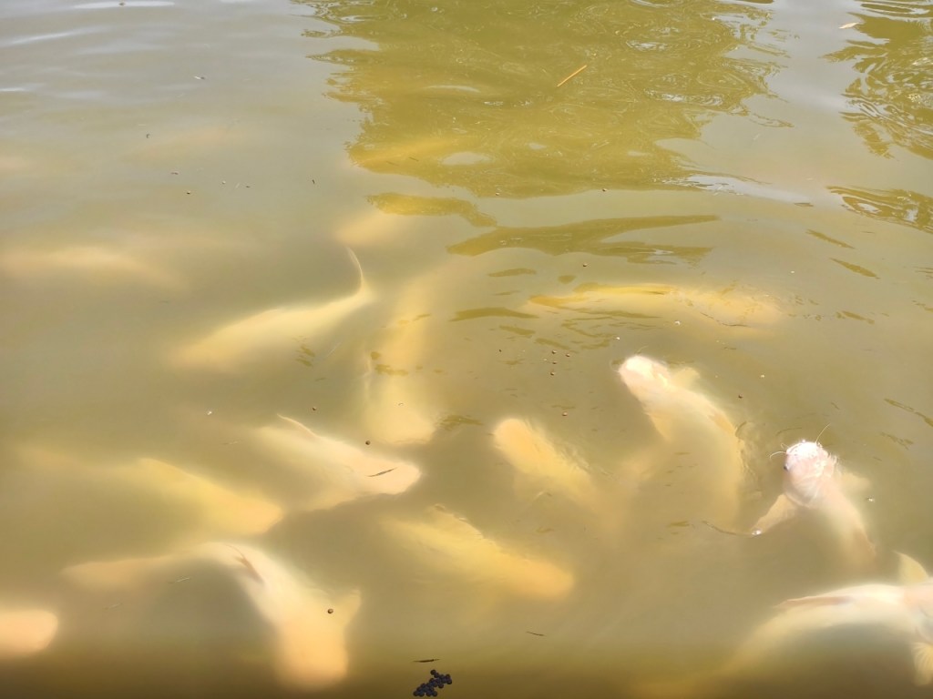 รีวิวหล่อเลี้ยงฟาร์ม ฟาร์มคาเฟ่นครปฐม มีเด็กไม่ควรพลาด