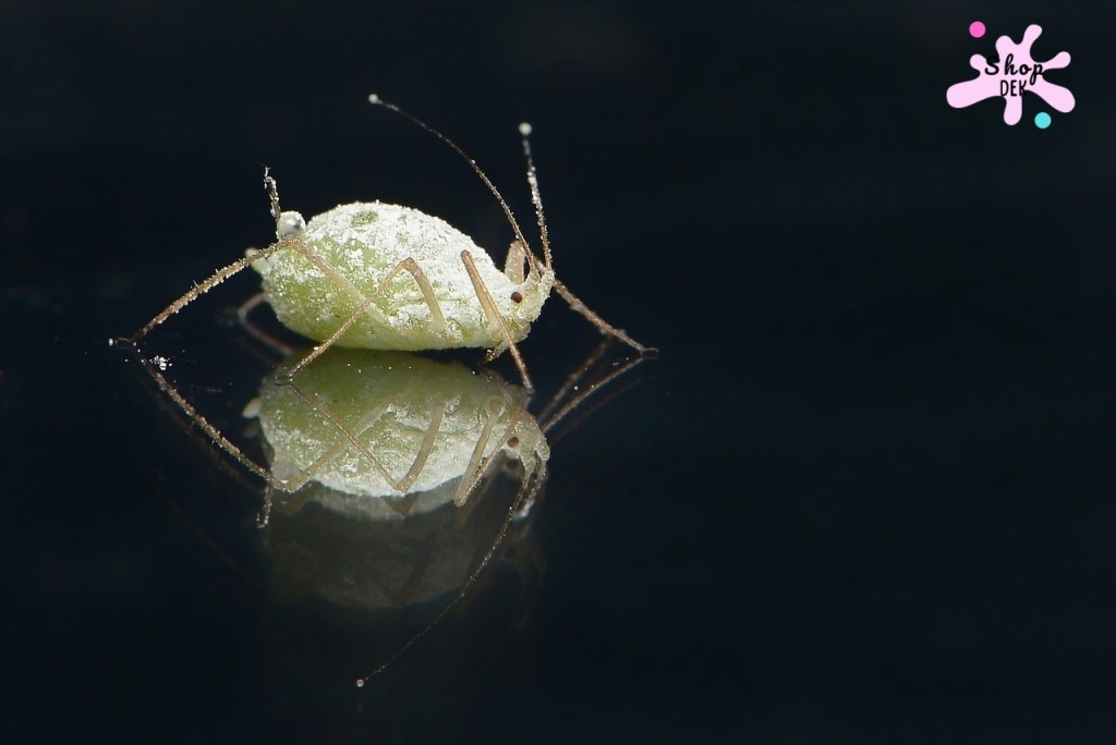 วิธีกำจัดเหา ทั้งวงจร ทั้งไข่ ตัว และซากเหา