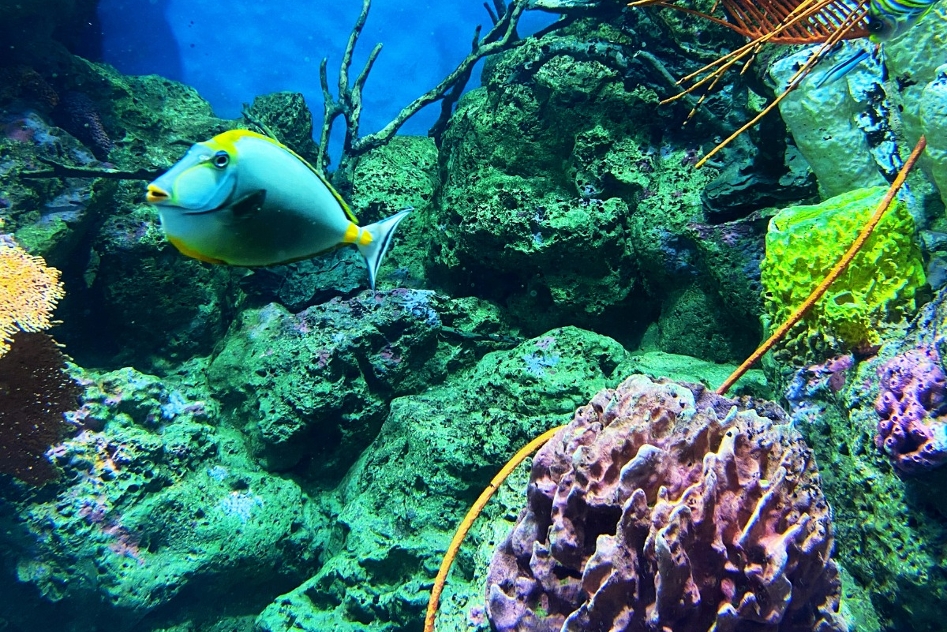 ศูนย์เรียนรู้โลกใต้ทะเลบางแสนแหล่งท่องเที่ยวและศึกษาธรรมชาติทางทะเล