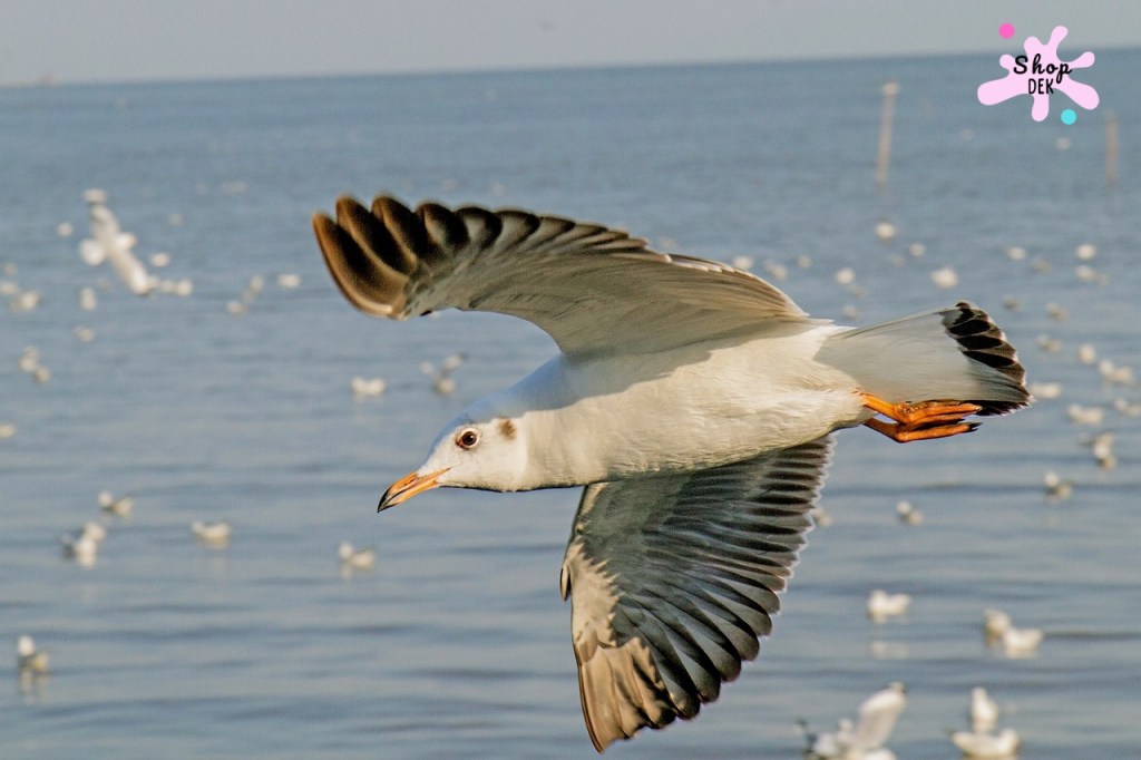 10 ร้านอาหารบางปู ยอดฮิตติดดาว Google Map&nbsp;2025