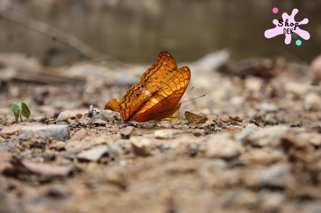 10 ที่พักครอบครัว แก่งกระจาน พักผ่อนใกล้ชิดธรรมชาติ พร้อมแนะนำที่เที่ยว 2025