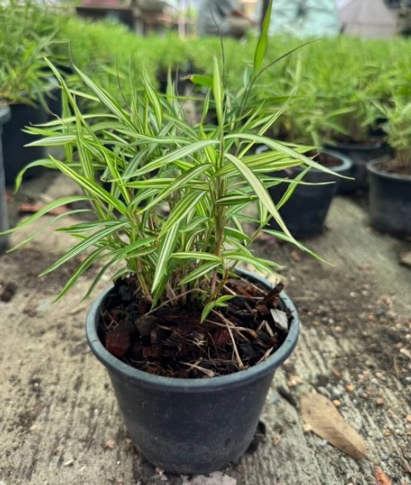 รู้จัก “ไผ่เงินแมว” ซื้อที่ไหน กับสรรพคุณดีๆ&nbsp;ที่แมวชอบกิน