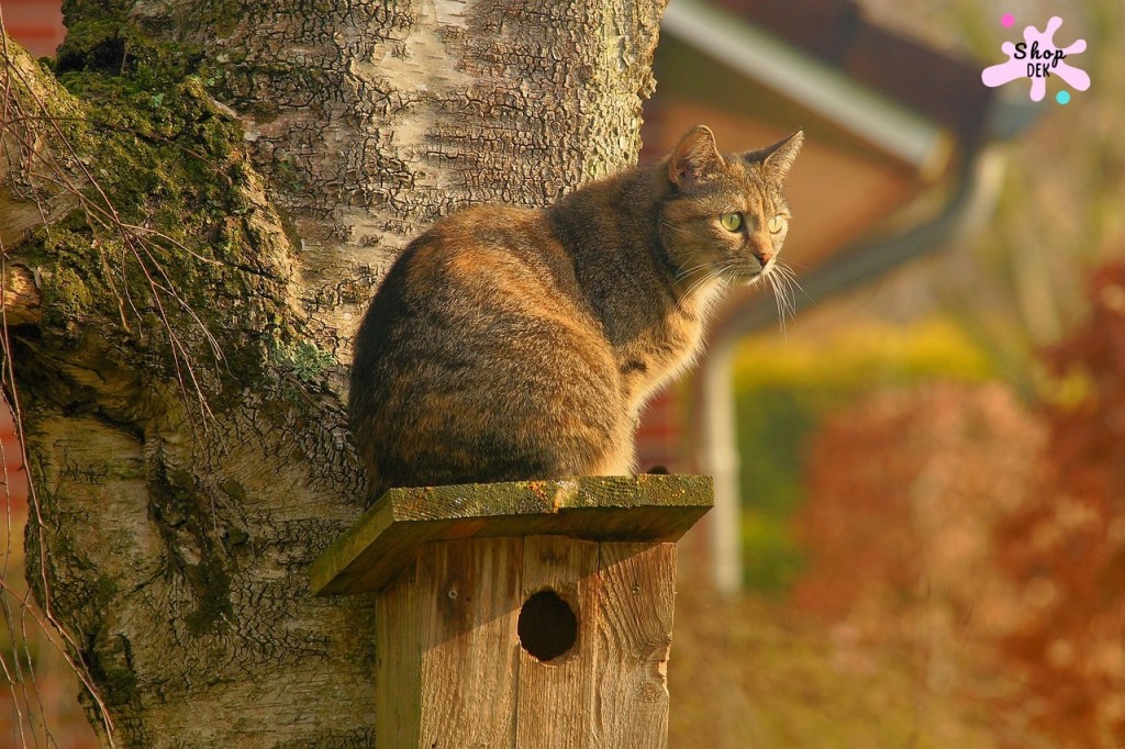 บ้านแมว ตะกร้าแมว และบ้านสัตว์เลี้ยงหลังใหญ่ เลือกแบบไหนดีให้เหมาะกับเจ้าเหมียว