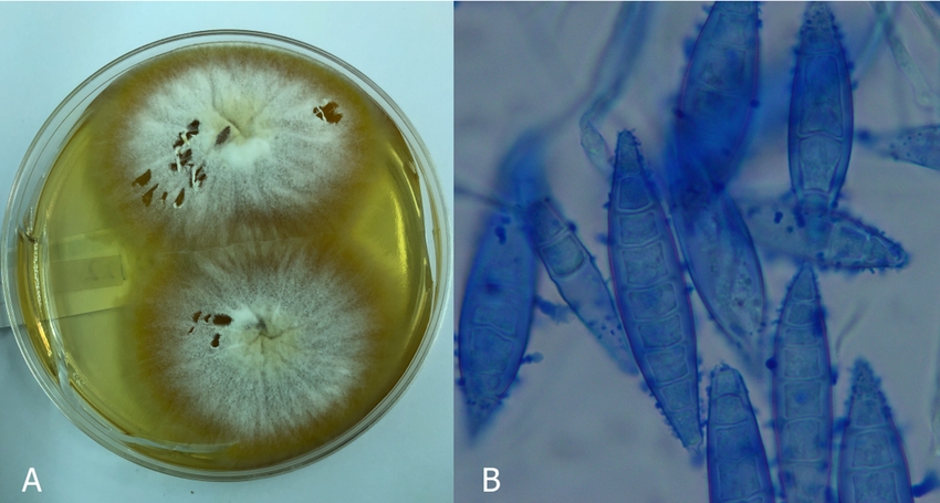 Microsporum canis