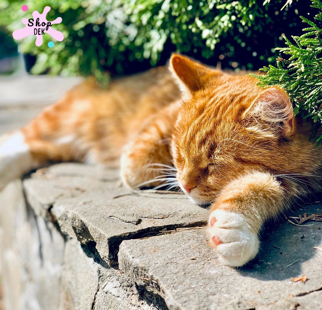 แมวเป็นเชื้อราเกิดจากอะไร รักษาอย่างไรให้เกลี้ยง