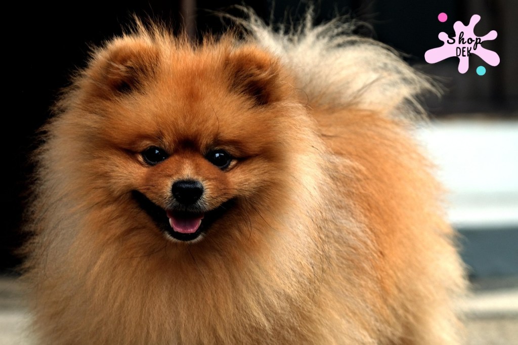 ปอมเมอเรเนียน คือสายพันธุ์แบบไหน? สุนัขปอมเมอเรเนียน (Pomeranian) เป็นหนึ่งในสายพันธุ์ของกลุ่มสปิตซ์ มีต้นกำเนิดจากเขตปอมเมอราเนีย บริเวณยุโรปตอนเหนือ ซึ่งอยู่ระหว่างประเทศเยอรมนีและโปแลนด์ ปอมรุ่นดั้งเดิมเคยเป็นหมาลากเลื่อนขนาดกลาง แต่ถูกพัฒนาสายพันธุ์ให้มีขนาดเล็กลงเรื่อยๆ จนกลายเป็นปอมเมอเรเนียนแบบที่เรารู้จักกันในปัจจุบัน จุดเด่นคือรูปร่างเล็ก น้ำหนักเฉลี่ยประมาณ 1.8 – 3.5 กิโลกรัม มีขนฟูแน่นปกคลุมทั่วตัว โดยเฉพาะบริเวณคอและอกที่พองเหมือนแผงสิงโต จมูกเล็ก ตากลม และหูตั้ง ซึ่งบางคนอาจเรียกว่า "หมาหน้าหมี" ตามลักษณะของ ปอมเมอเรเนียนหน้าหมี ที่กำลังฮิตในตอนนี้