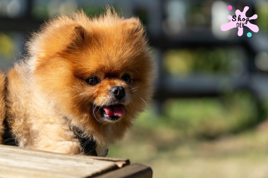 ปอมเมอเรเนียน คือสายพันธุ์แบบไหน? สุนัขปอมเมอเรเนียน (Pomeranian) เป็นหนึ่งในสายพันธุ์ของกลุ่มสปิตซ์ มีต้นกำเนิดจากเขตปอมเมอราเนีย บริเวณยุโรปตอนเหนือ ซึ่งอยู่ระหว่างประเทศเยอรมนีและโปแลนด์ ปอมรุ่นดั้งเดิมเคยเป็นหมาลากเลื่อนขนาดกลาง แต่ถูกพัฒนาสายพันธุ์ให้มีขนาดเล็กลงเรื่อยๆ จนกลายเป็นปอมเมอเรเนียนแบบที่เรารู้จักกันในปัจจุบัน จุดเด่นคือรูปร่างเล็ก น้ำหนักเฉลี่ยประมาณ 1.8 – 3.5 กิโลกรัม มีขนฟูแน่นปกคลุมทั่วตัว โดยเฉพาะบริเวณคอและอกที่พองเหมือนแผงสิงโต จมูกเล็ก ตากลม และหูตั้ง ซึ่งบางคนอาจเรียกว่า "หมาหน้าหมี" ตามลักษณะของ ปอมเมอเรเนียนหน้าหมี ที่กำลังฮิตในตอนนี้
