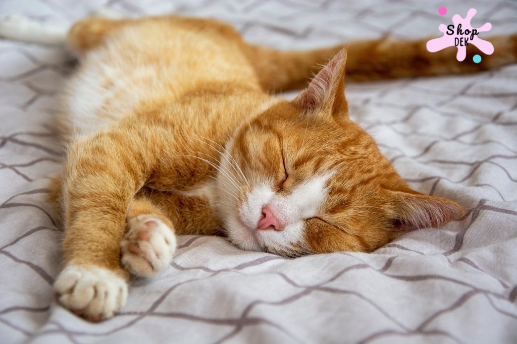 แมวเป็นเชื้อราเกิดจากอะไร? ติดเจ้าของไหม บ้านที่มีเด็กเล็กควรรู้