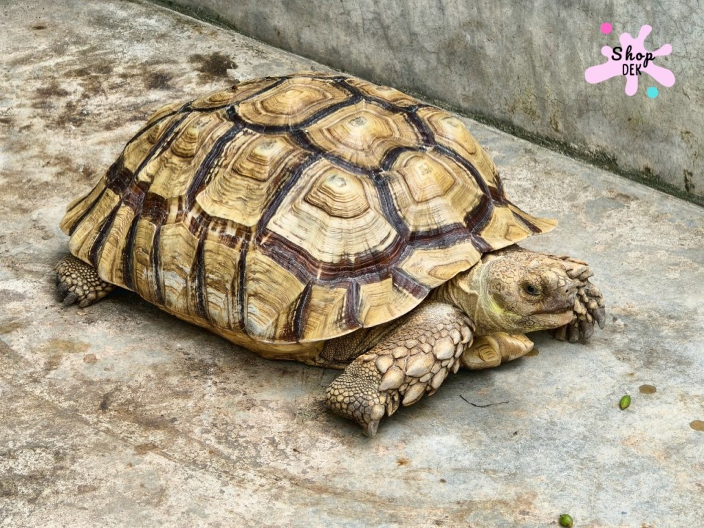 ฟาร์มจระเข้สามพราน 2025