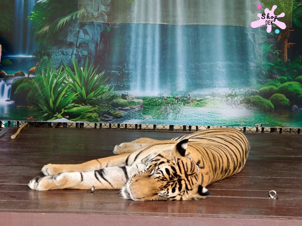 ฟาร์มจระเข้สามพราน 2025