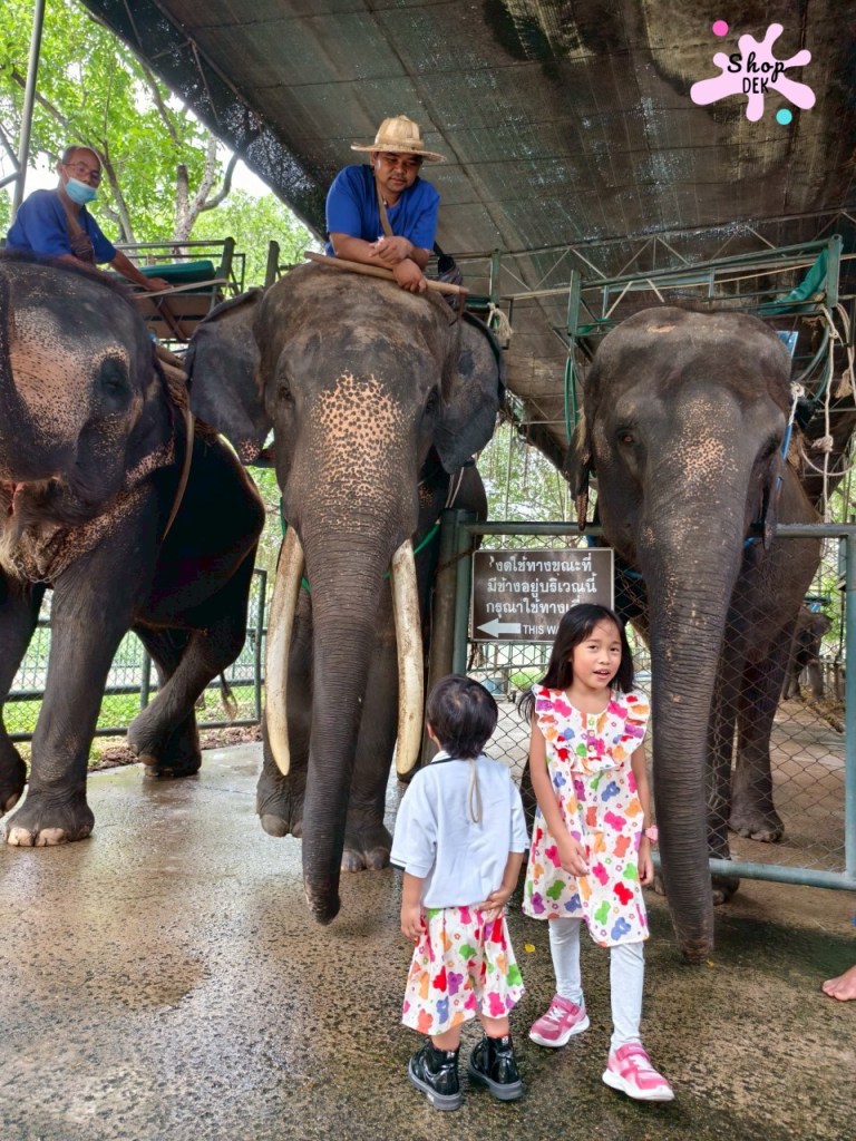 ฟาร์มจระเข้สามพราน 2025