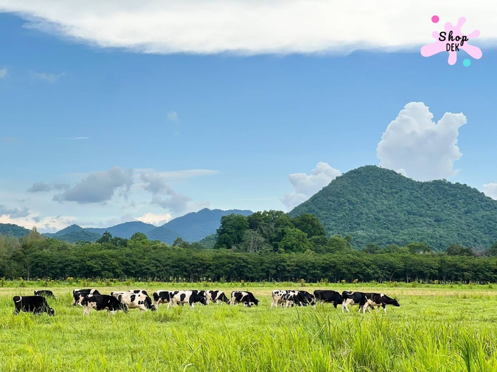 ที่เที่ยววังน้ำเขียว - ฟาร์มโชคชัย วังน้ำเขียว 