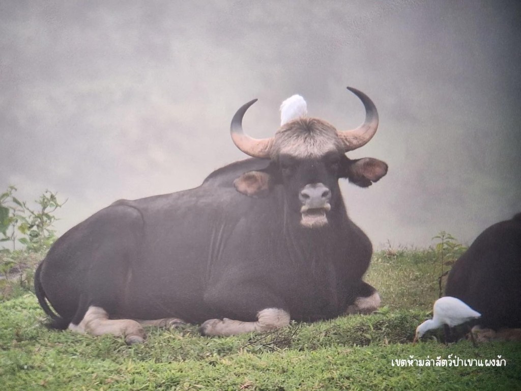 เขาแผงม้า – จุดชมวิวทะเลหมอกสุดยิ่งใหญ่