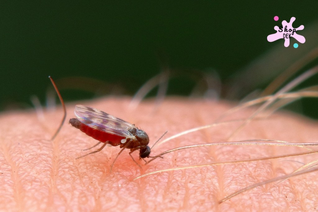 วัคซีนไข้เลือดออกคืออะไร? หาฉีดได้ที่ไหน พร้อมอัปเดตราคาล่าสุด 2568-2569