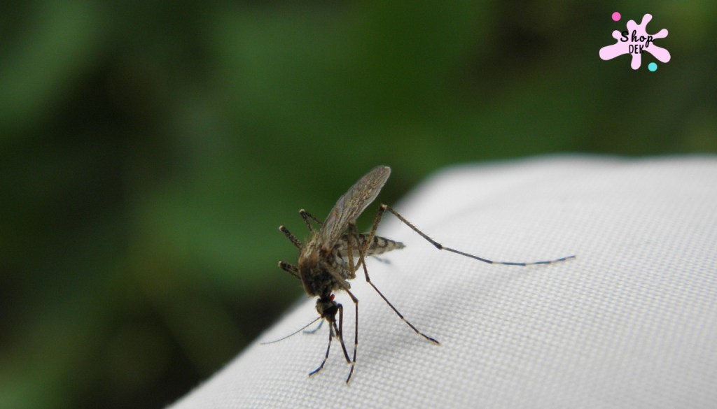 วัคซีนไข้เลือดออกคืออะไร? หาฉีดได้ที่ไหน พร้อมอัปเดตราคาล่าสุด 2568-2569