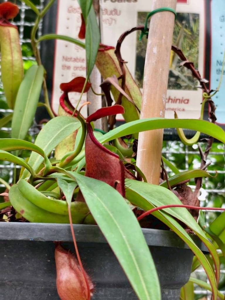 จุดประกายนักวิทยาศาสตร์รุ่นเยาว์ ที่พิพิธภัณฑ์ตอนกลางคืน คณะวิทยาศาสตร์ จุฬาฯ