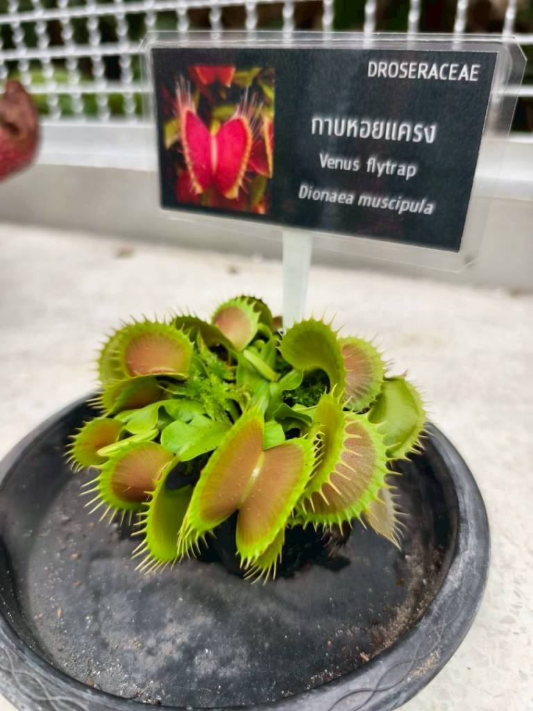 จุดประกายนักวิทยาศาสตร์รุ่นเยาว์ ที่พิพิธภัณฑ์ตอนกลางคืน คณะวิทยาศาสตร์ จุฬาฯ