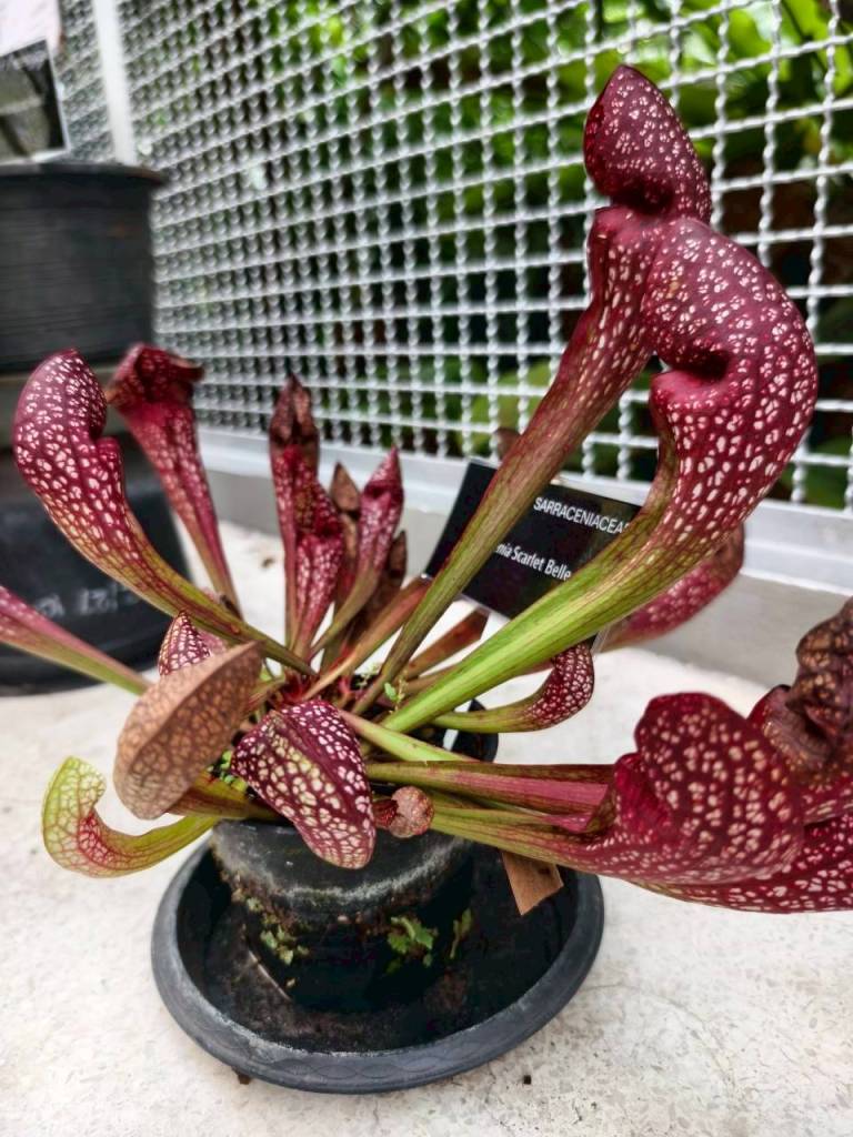 จุดประกายนักวิทยาศาสตร์รุ่นเยาว์ ที่พิพิธภัณฑ์ตอนกลางคืน คณะวิทยาศาสตร์ จุฬาฯ