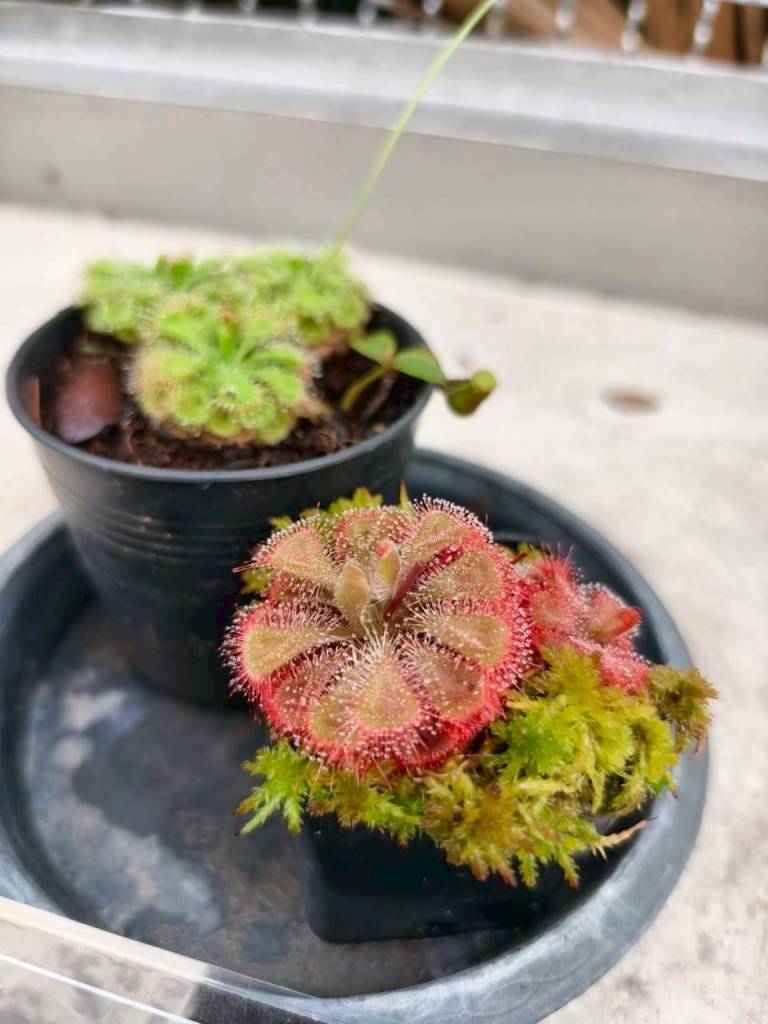 จุดประกายนักวิทยาศาสตร์รุ่นเยาว์ ที่พิพิธภัณฑ์ตอนกลางคืน คณะวิทยาศาสตร์ จุฬาฯ