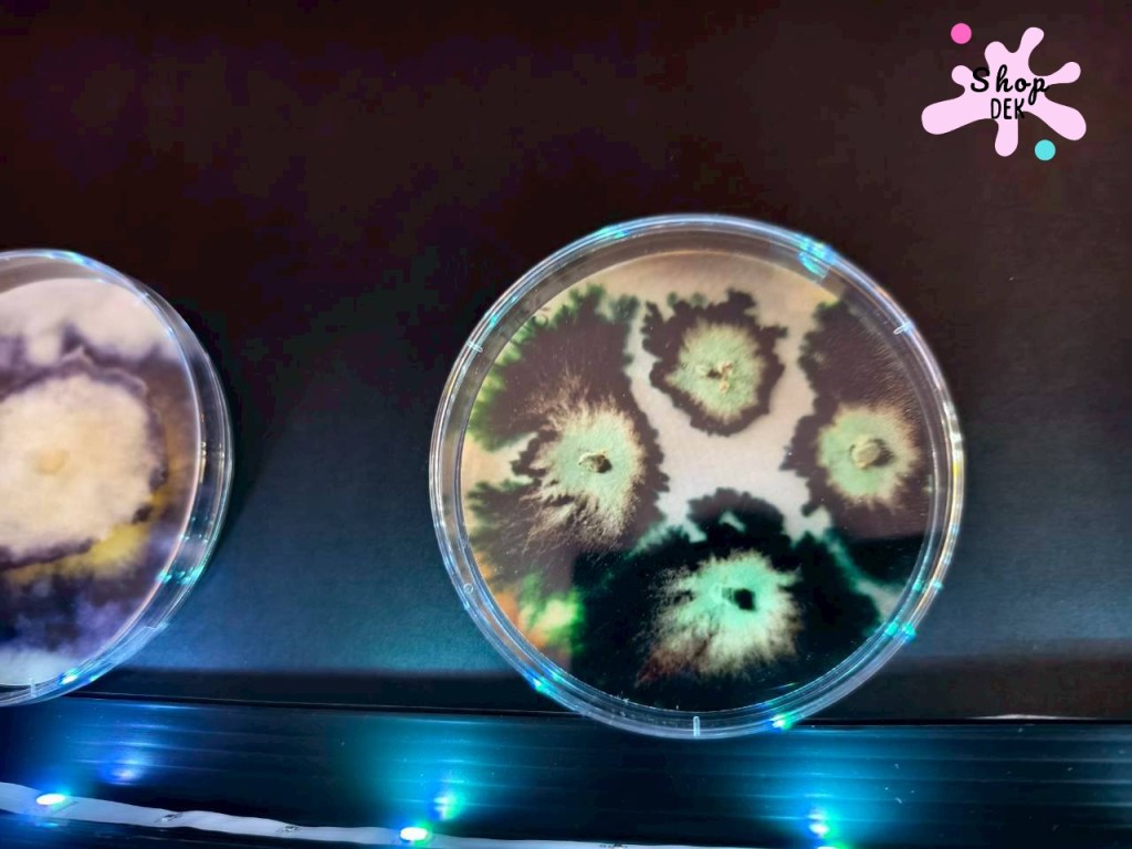 จุดประกายนักวิทยาศาสตร์รุ่นเยาว์ ที่พิพิธภัณฑ์ตอนกลางคืน คณะวิทยาศาสตร์ จุฬาฯ