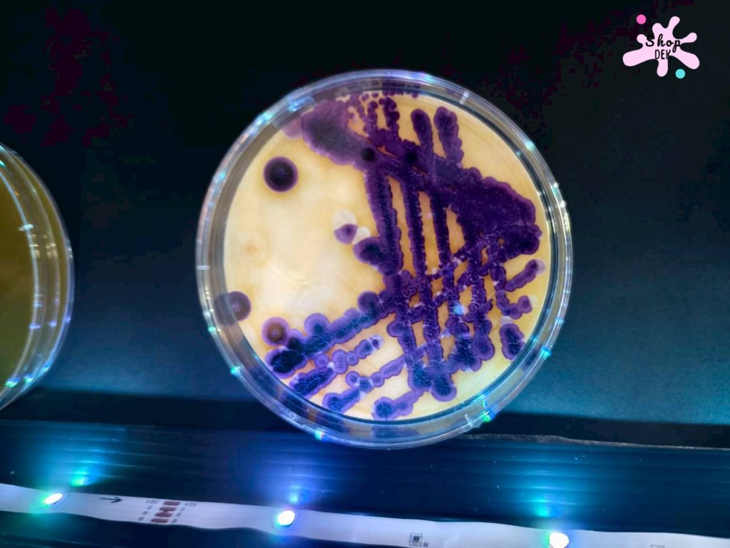 จุดประกายนักวิทยาศาสตร์รุ่นเยาว์ ที่พิพิธภัณฑ์ตอนกลางคืน คณะวิทยาศาสตร์ จุฬาฯ