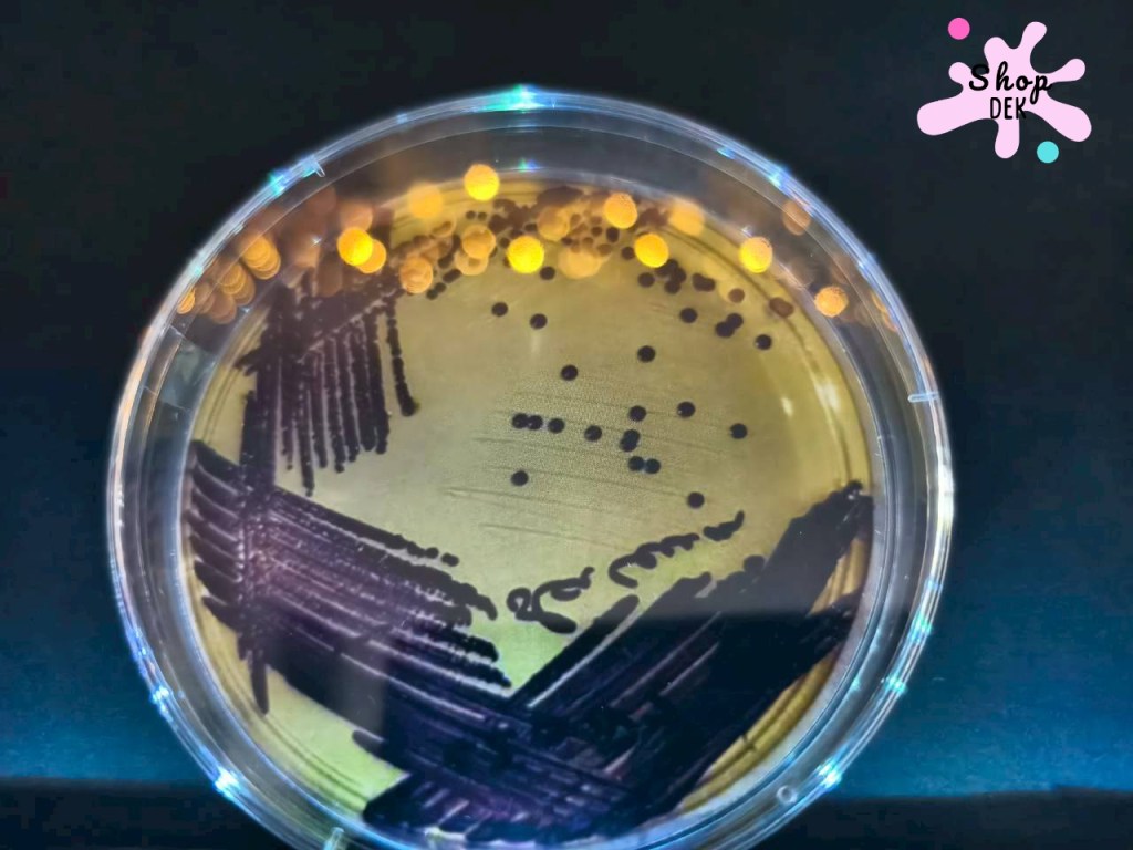 จุดประกายนักวิทยาศาสตร์รุ่นเยาว์ ที่พิพิธภัณฑ์ตอนกลางคืน คณะวิทยาศาสตร์ จุฬาฯ