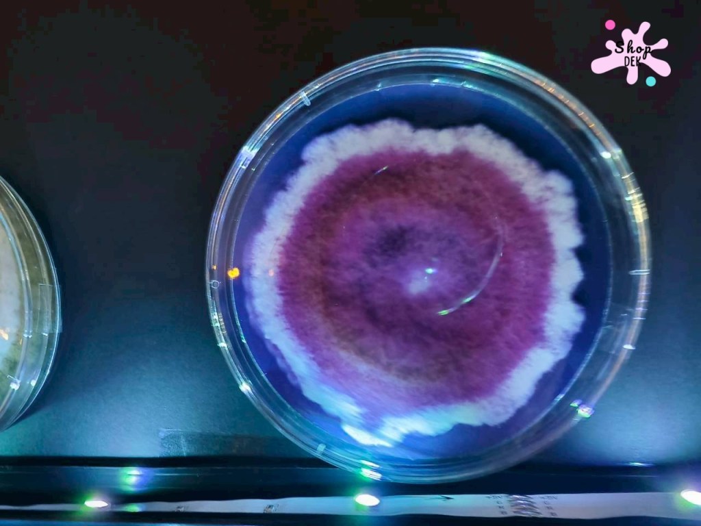 จุดประกายนักวิทยาศาสตร์รุ่นเยาว์ ที่พิพิธภัณฑ์ตอนกลางคืน คณะวิทยาศาสตร์ จุฬาฯ