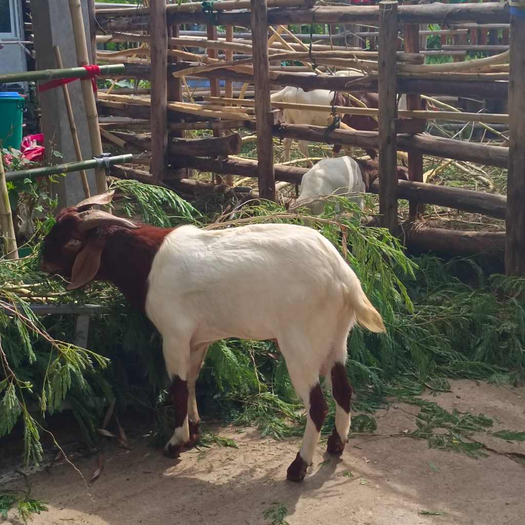 รีวิว บางใหญ่อิงลิชวิลเลจ (Bangui English Village)