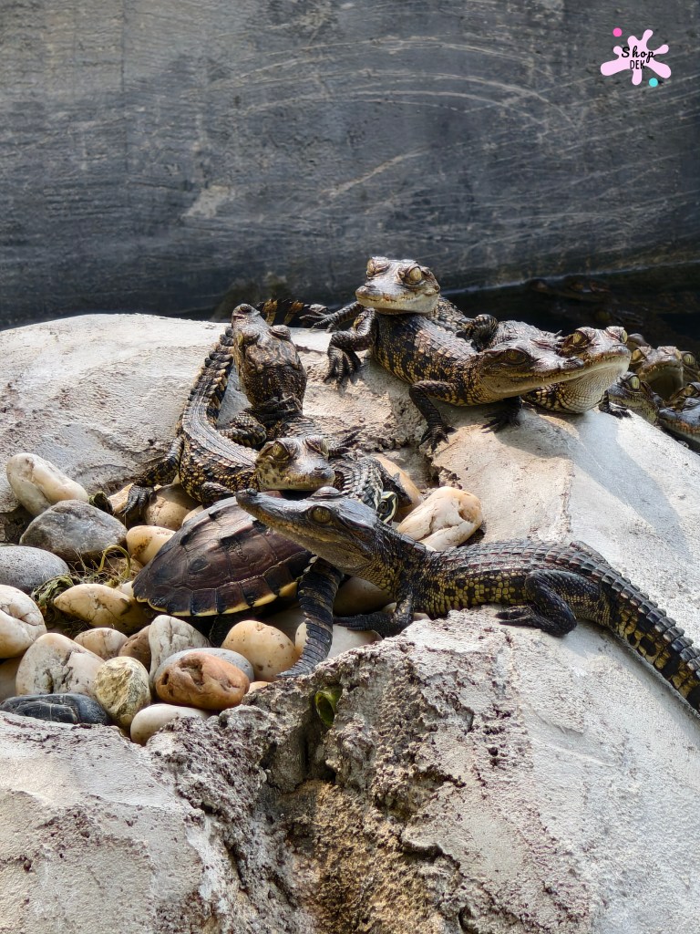 รีวิวฟาร์มลุงอ้วน