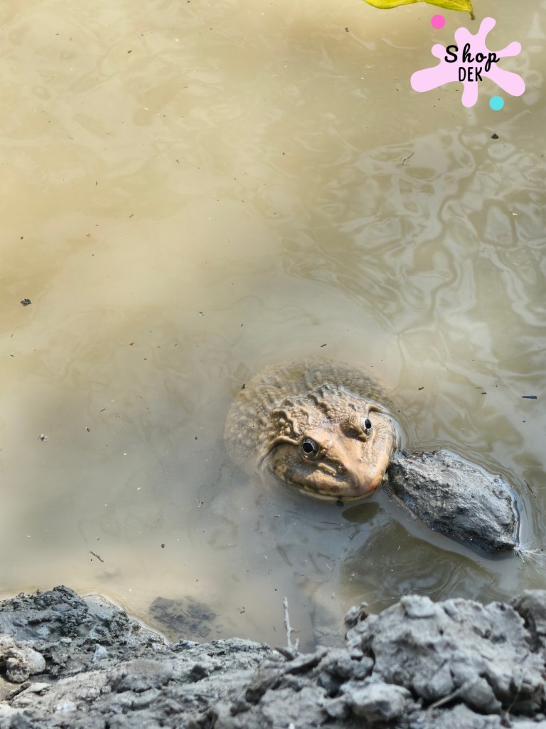 รีวิวฟาร์มลุงอ้วน