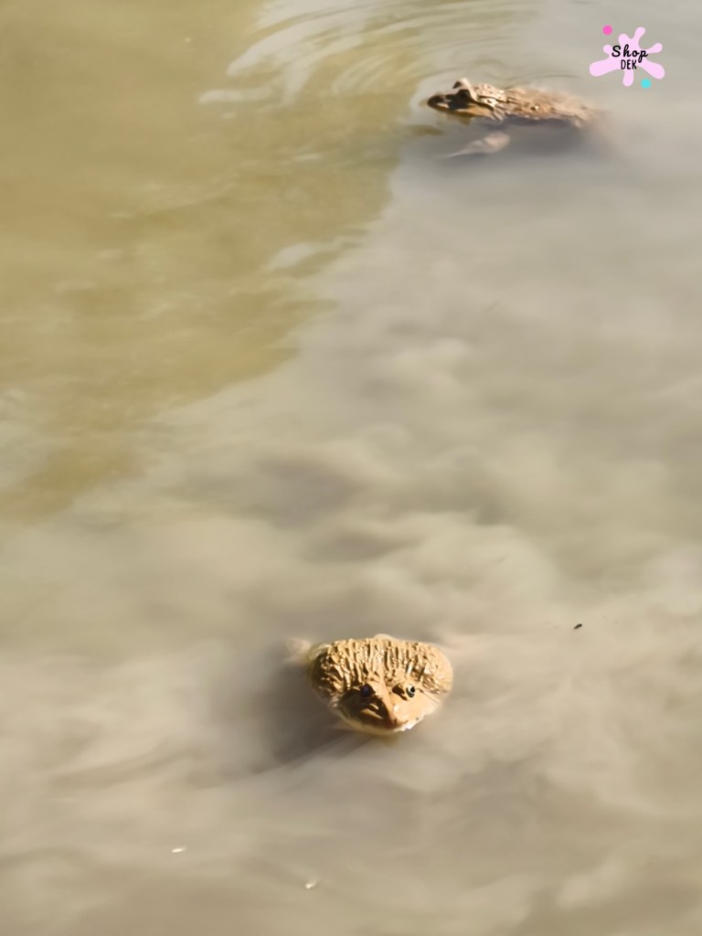 รีวิวฟาร์มลุงอ้วน