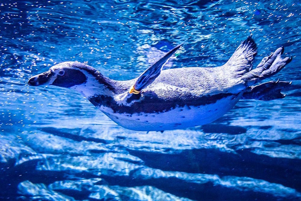 Aquaria Phuket - ภูเก็ต