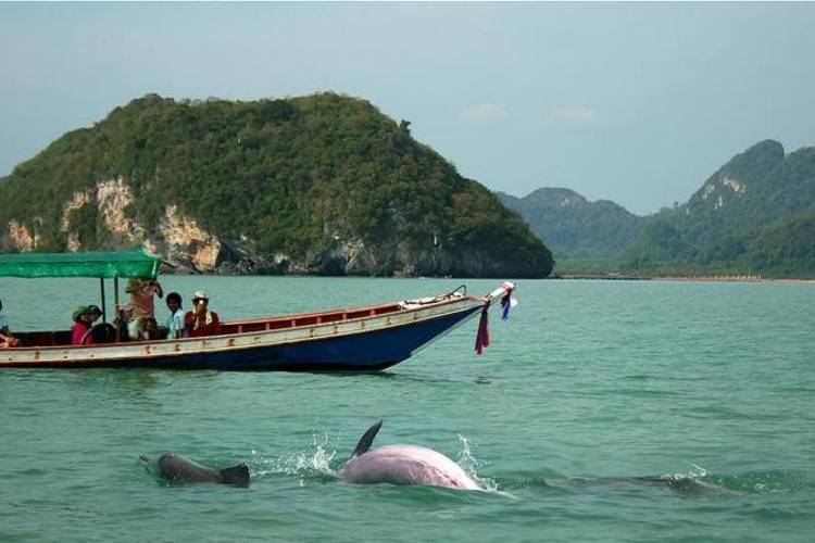 ล่องเรือชมโลมาสีชมพู - ขนอม (นครศรีธรรมราช)