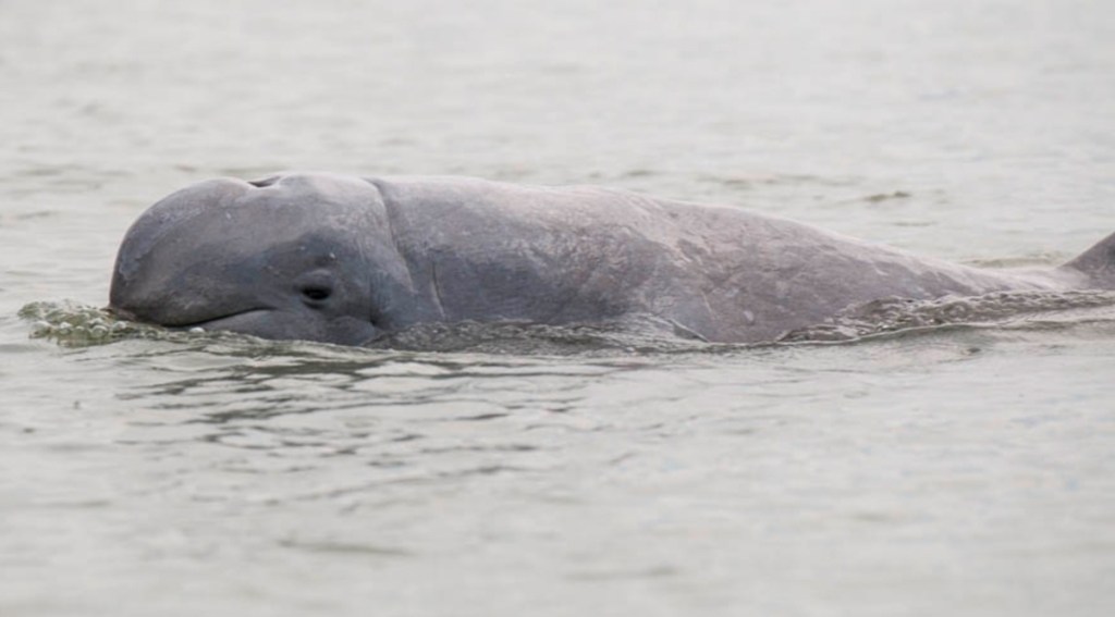 จุดชมโลมาแม่น้ำบางปะกง - ฉะเชิงเทรา