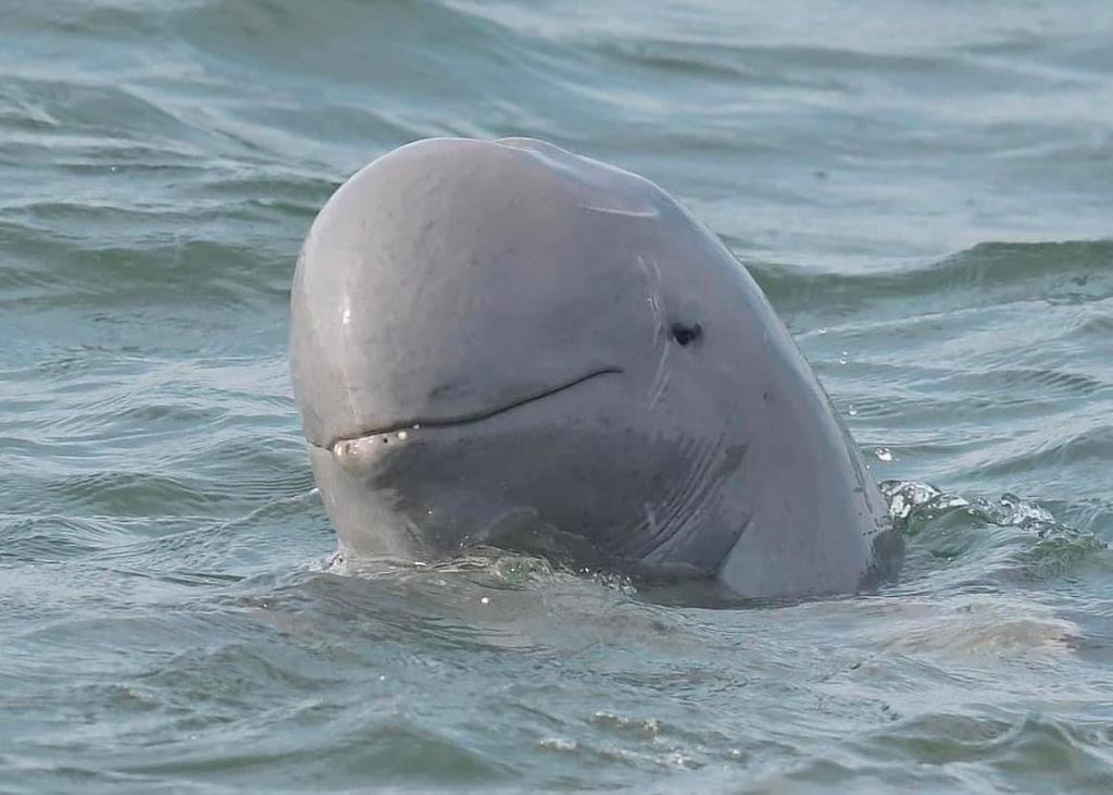 ทะเลสาบสงขลา - จ.สงขลา