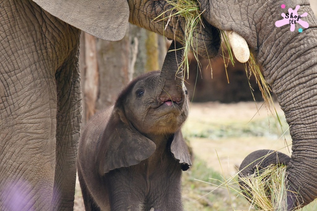 10 ที่เที่ยวเด็กที่มี "ช้าง" ให้ดู เรียนรู้ความใจดีของพี่เบิ้ม!