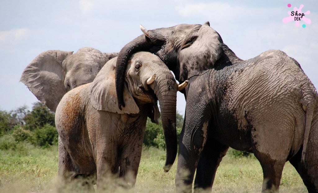 10 ที่เที่ยวเด็กที่มี "ช้าง" ให้ดู เรียนรู้ความใจดีของพี่เบิ้ม!