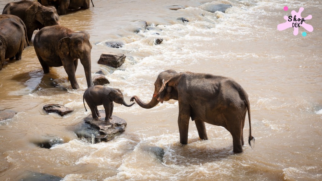 10 ที่เที่ยวเด็กที่มี “ช้าง” ให้ดู เรียนรู้ความใจดีของพี่เบิ้ม!