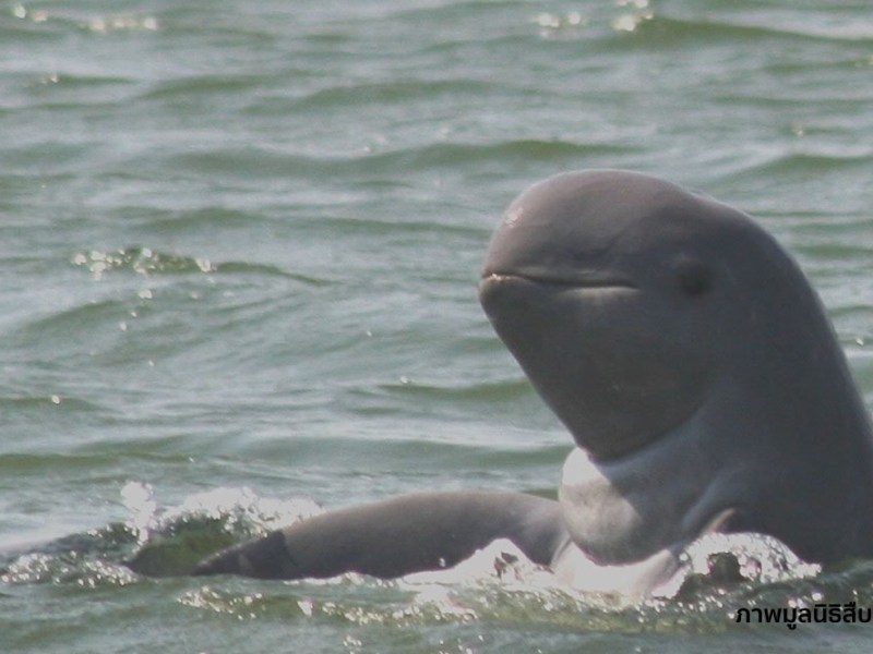 10 ที่เที่ยวเด็กที่มีปลาโลมาให้ดู น่ารักแสนประทับใจ