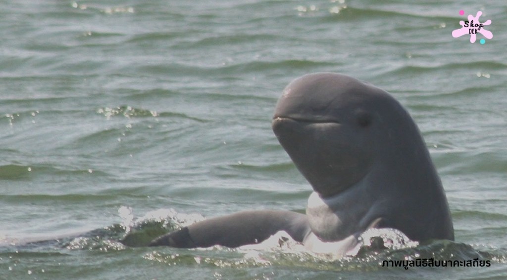 10 ที่เที่ยวเด็กที่มีปลาโลมาให้ดู น่ารักแสนประทับใจ