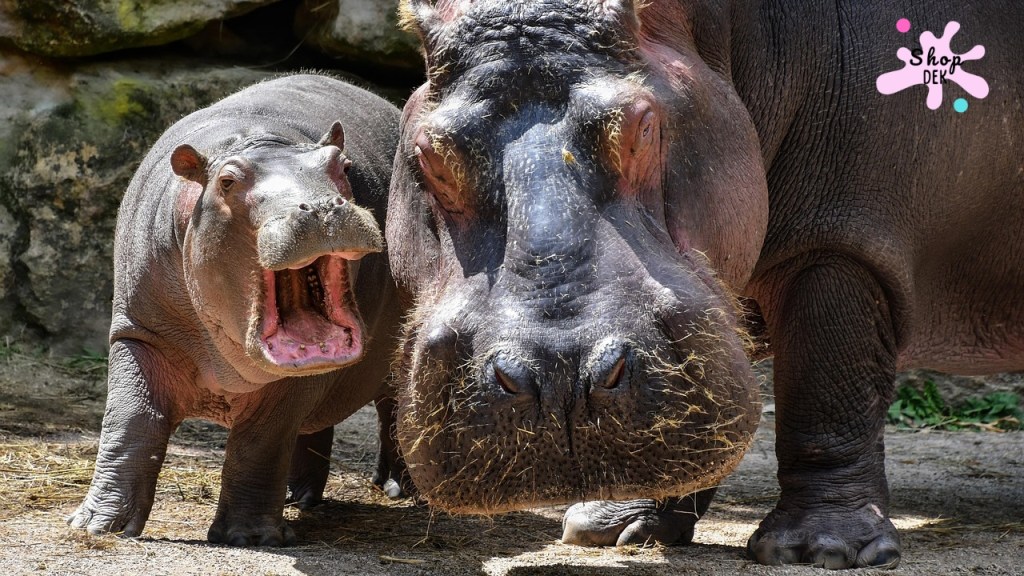 10 ที่เที่ยวเด็กที่มี “ฮิปโป” ให้ดู พิกัดยอดฮิต ชมความน่ารักตัวตึงระดับโลก!