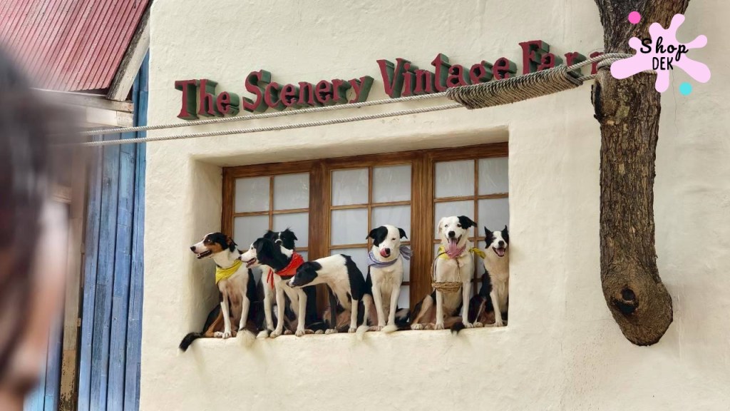 เดอะซีนเนอรี่ วินเทจ ฟาร์ม (The Scenery Vintage Farm) ที่เที่ยวสวนผึ้งสุดคลาสสิก สนุกยกบ้านสไตล์ฟาร์มวินเทจ