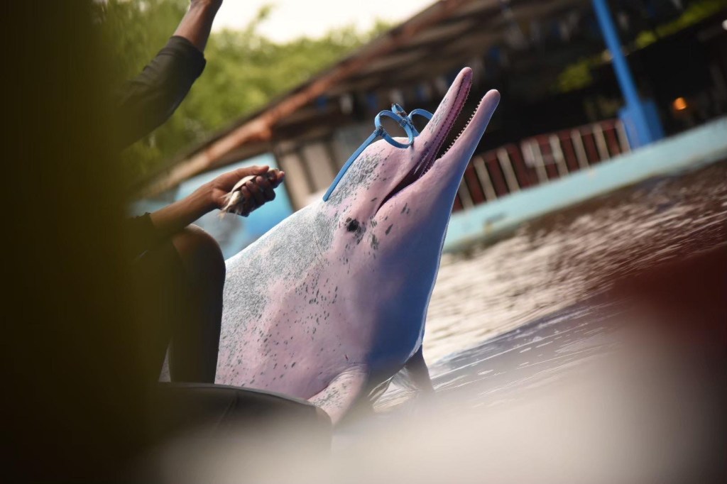 ว่ายน้ำกับปลาโลมาอิรวดีที่ Oasis Sea World จันทบุรี