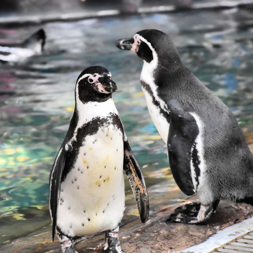 ดูนกเพนกวินได้ที่สวนสัตว์เขาเขียว