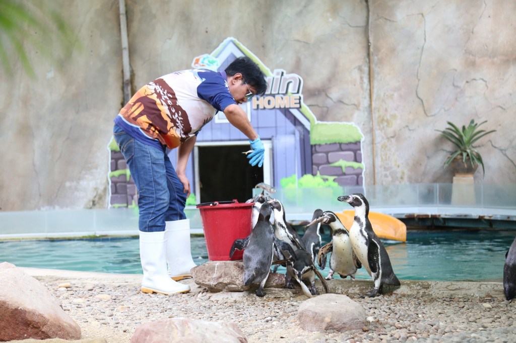 ดูนกเพนกวินได้ที่สวนสัตว์นครราชสีมา (โคราช)