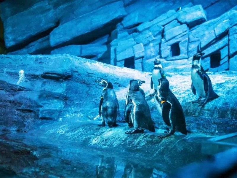 รวมพิกัดที่เที่ยวเด็กที่มี “นกเพนกวิน” ดูความน่ารัก เดินต้วมเตี้ยมถูกใจลูกน้อย! 