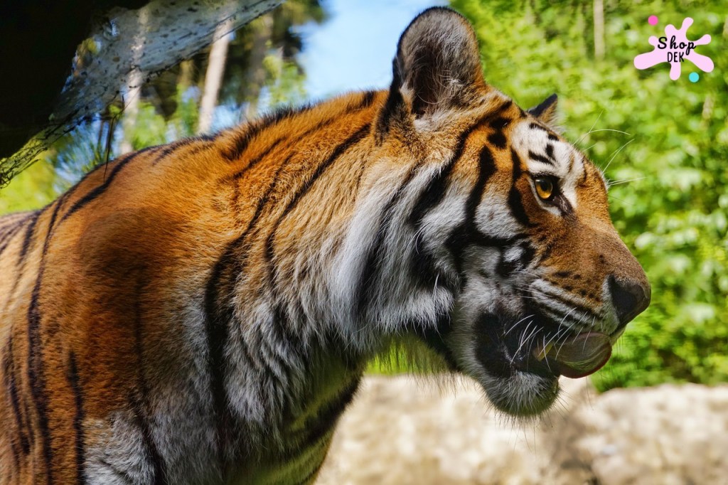 รวม 10 ที่เที่ยวครอบครัวที่มี “เสือ” ให้เด็กดู