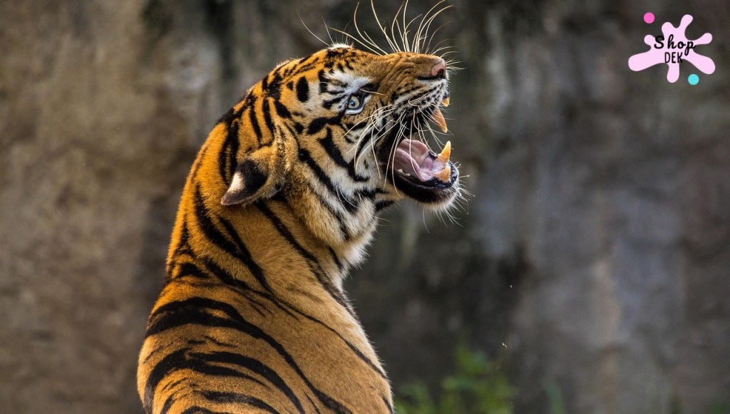 รวม 10 ที่เที่ยวครอบครัวที่มี "เสือ" ให้เด็กดู